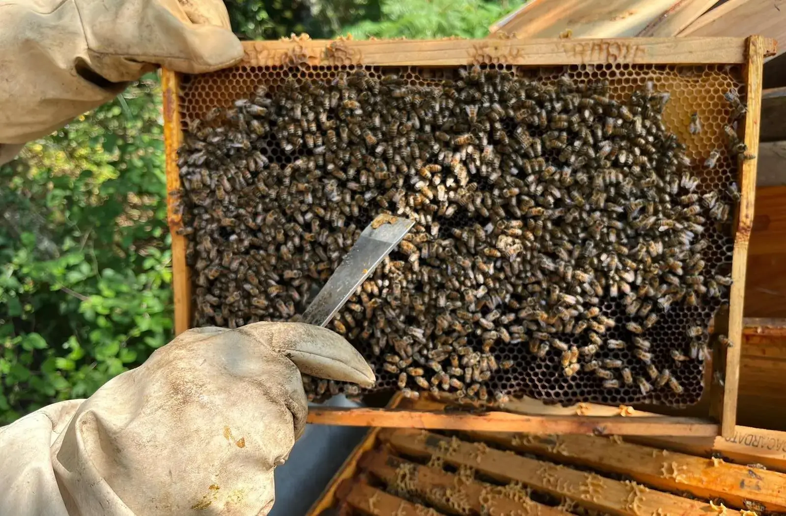 Inspection des ruches