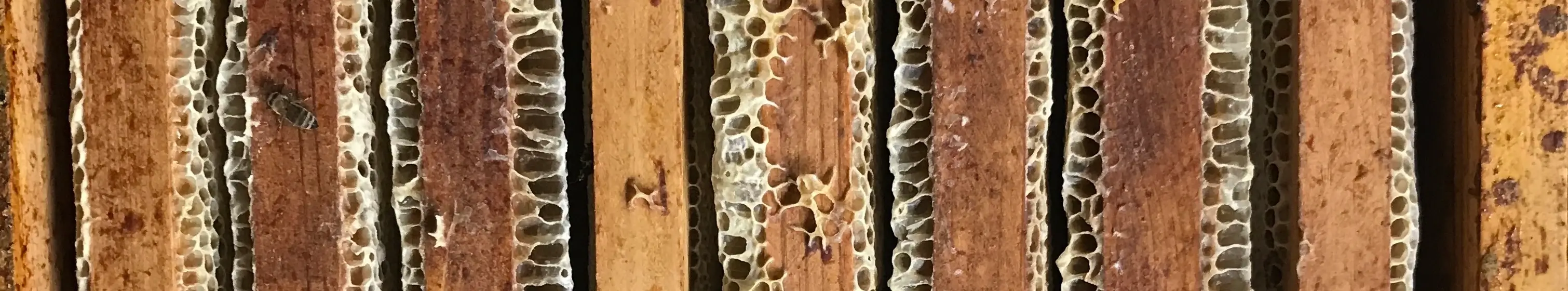 Interieur d&rsquo;une ruche